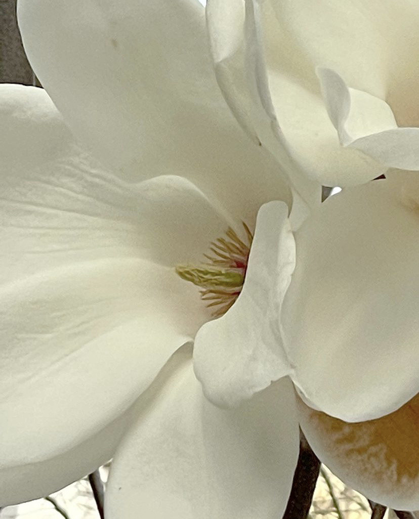 Bekett suede wedge sneakers